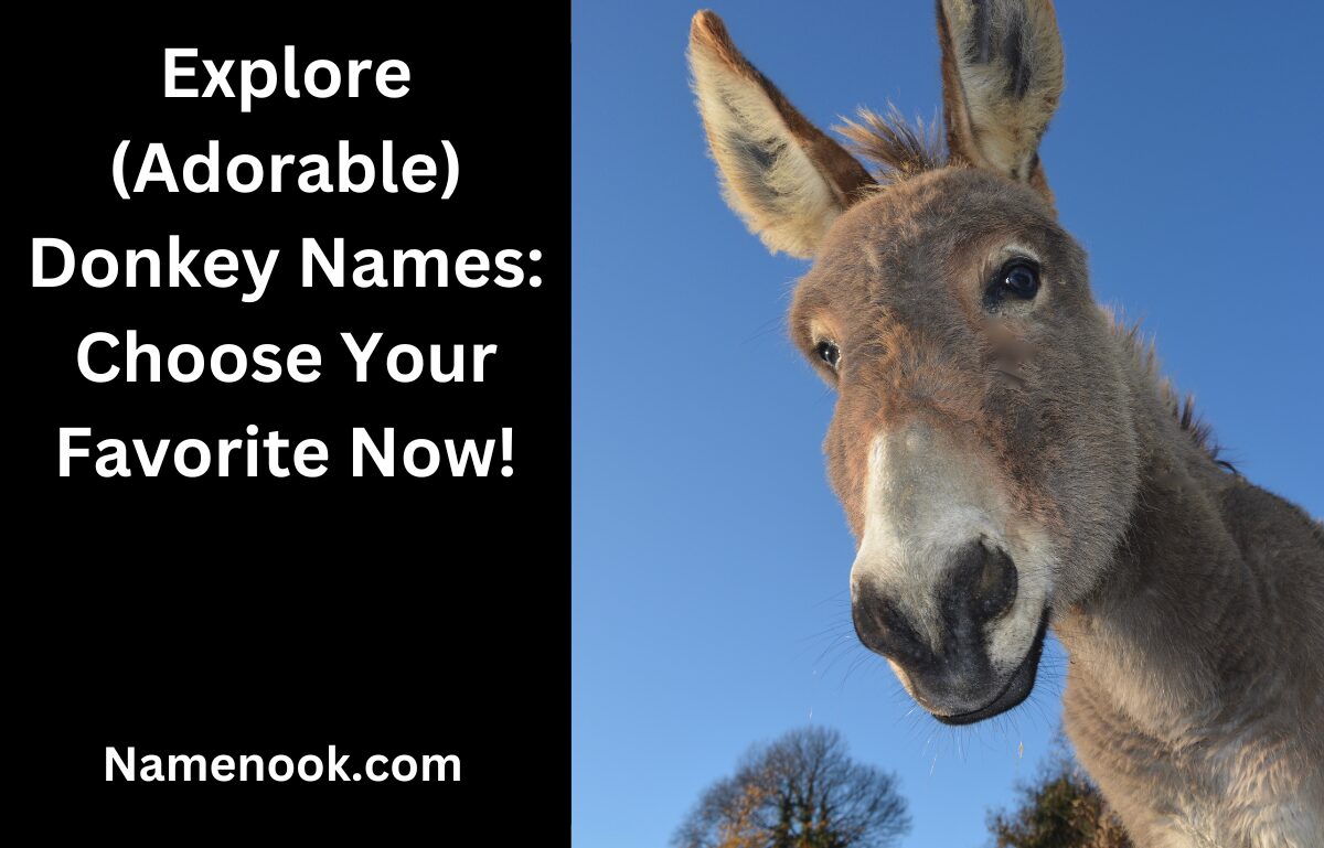 Explore (Adorable) Donkey Names: Choose Your Favorite Now!