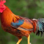 Feathered Friends: (Explore) 520+ Unique Rooster Names