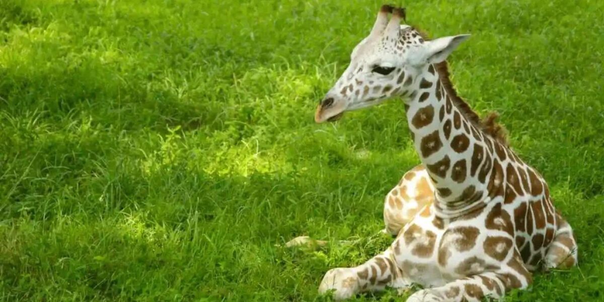 Giraffe Naming Adventure: Discover Unique Giraffe Names!