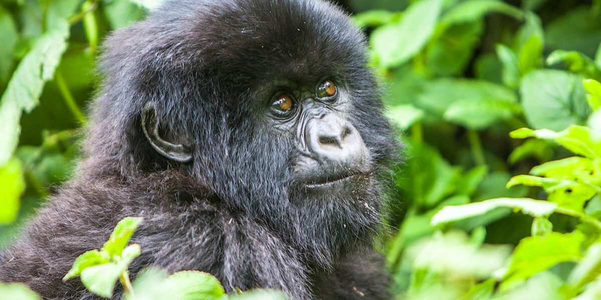 Go Wild: (Discover) 370+ Captivating Gorilla Names (2024)