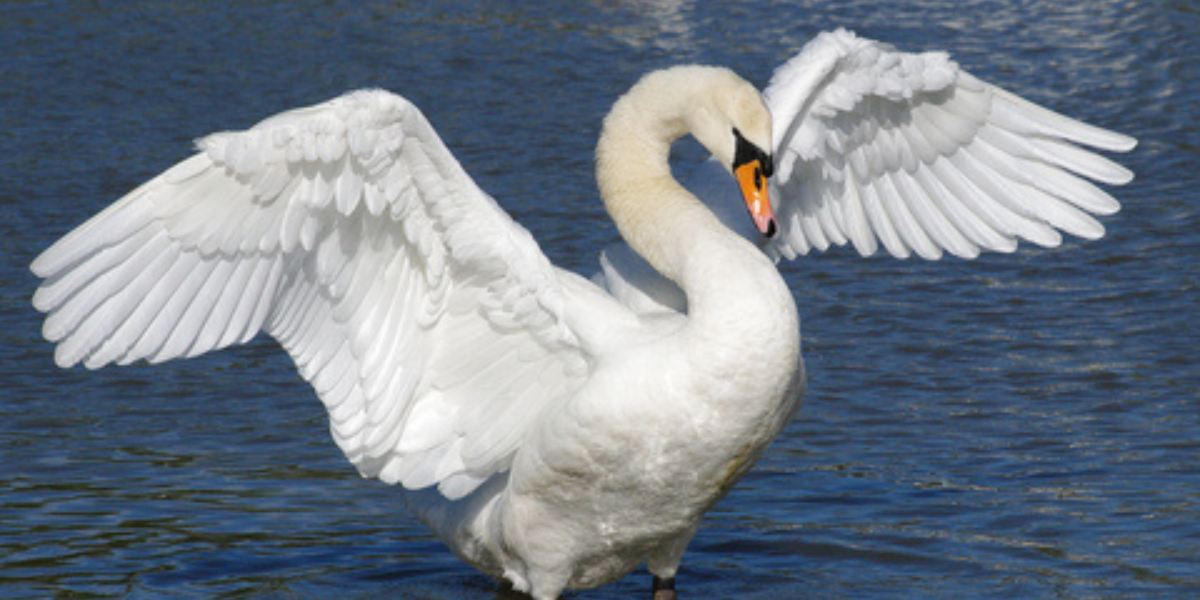 Graceful Beauty: Top Swan Names for Elegant Companions!