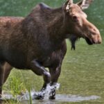 Meet Your Moose: Explore 280+ Unique Moose Names Today!