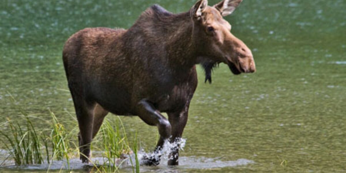 Meet Your Moose: Explore 280+ Unique Moose Names Today!