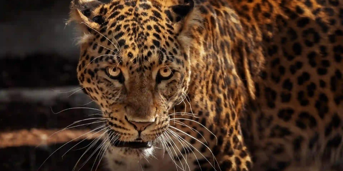 Roar with Pride: Best Jaguar Names for Fierce Companions!