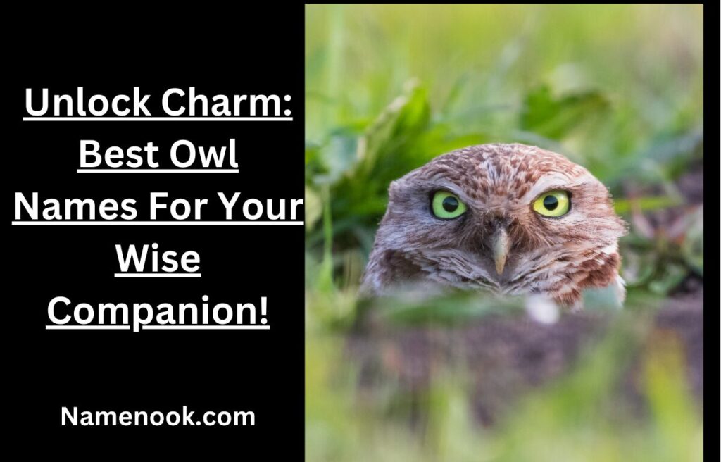 Unlock Charm: Best Owl Names For Your Wise Companion!