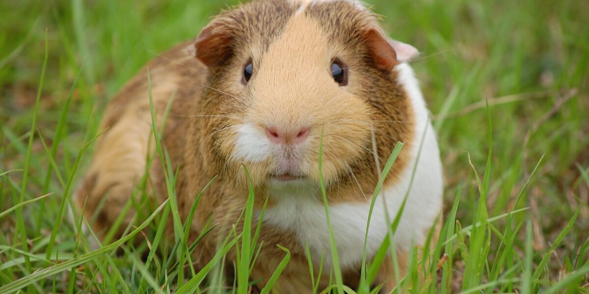 300+ Unique Guinea Pig Names – By Cheerfull Name