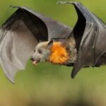 400+ Mysterious Bat Names: [Eerie & Dark]