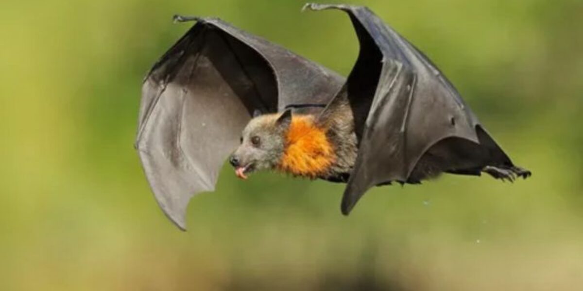 400+ Mysterious Bat Names: [Eerie & Dark]