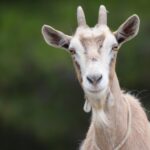 Unique Goat Names to Love