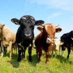 Name Your Cow in Style: