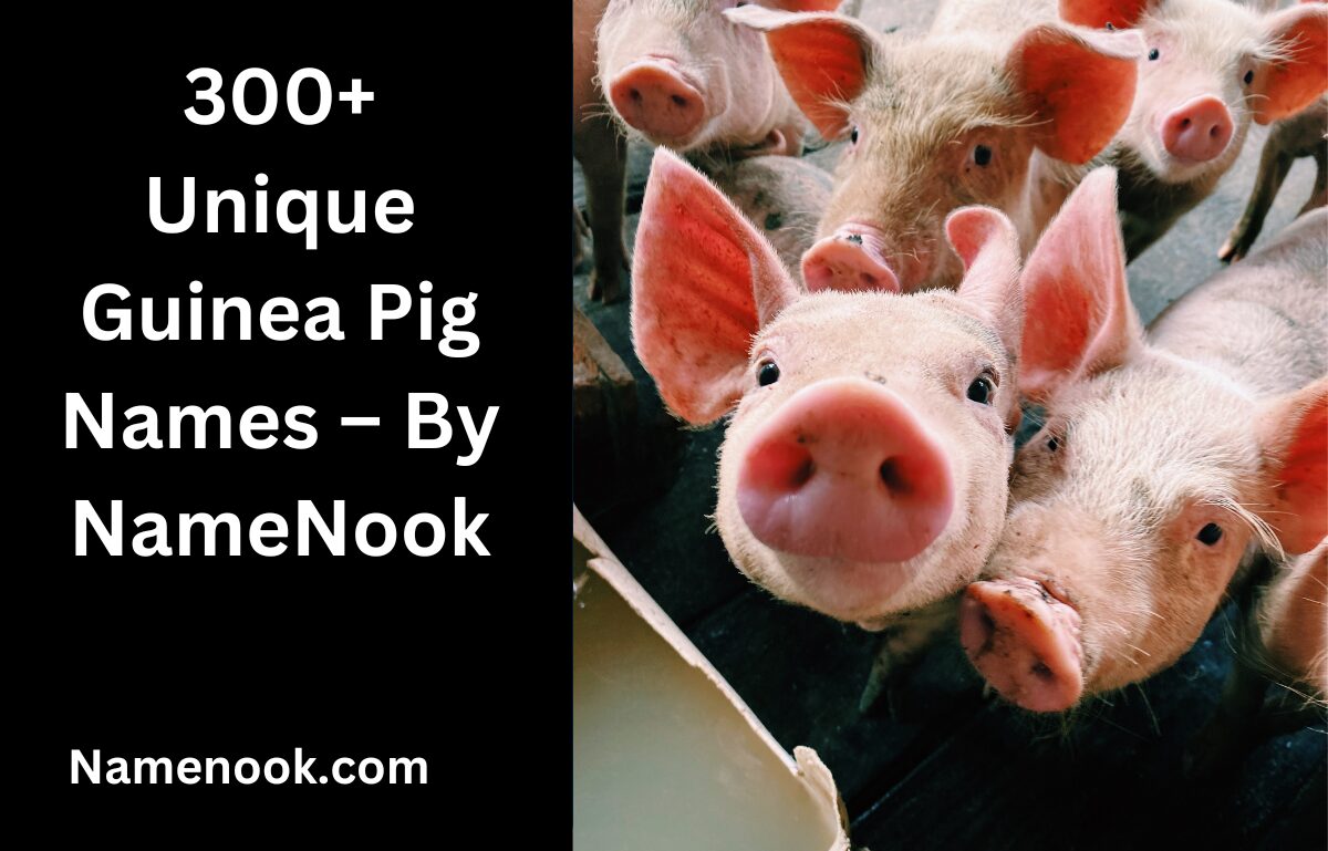 300+ Unique Guinea Pig Names – By NameNook