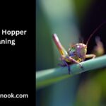 Border Hopper Meaning