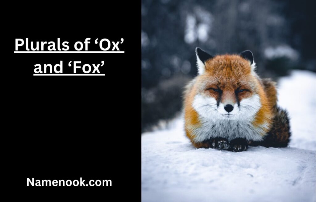 Plurals of ‘Ox’ and ‘Fox’