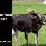What’s the Plural of Moose?