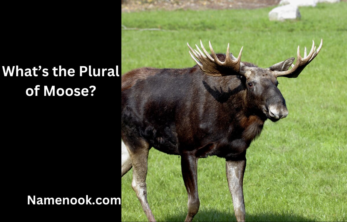 What’s the Plural of Moose?