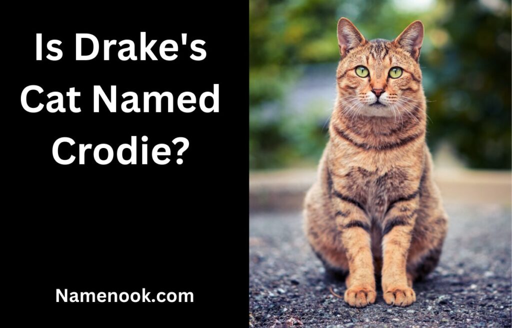 Is Drake's Cat Named Crodie?