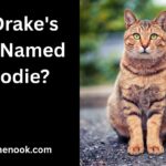 Is Drake's Cat Named Crodie?