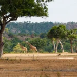 Couples Love Sunset Safaris in Tanzaniac