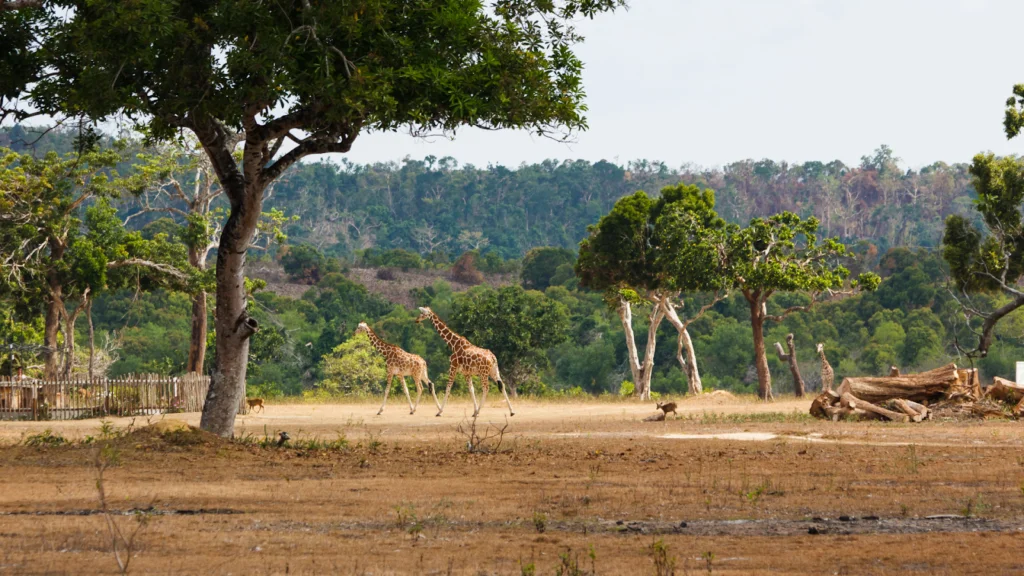 Couples Love Sunset Safaris in Tanzaniac